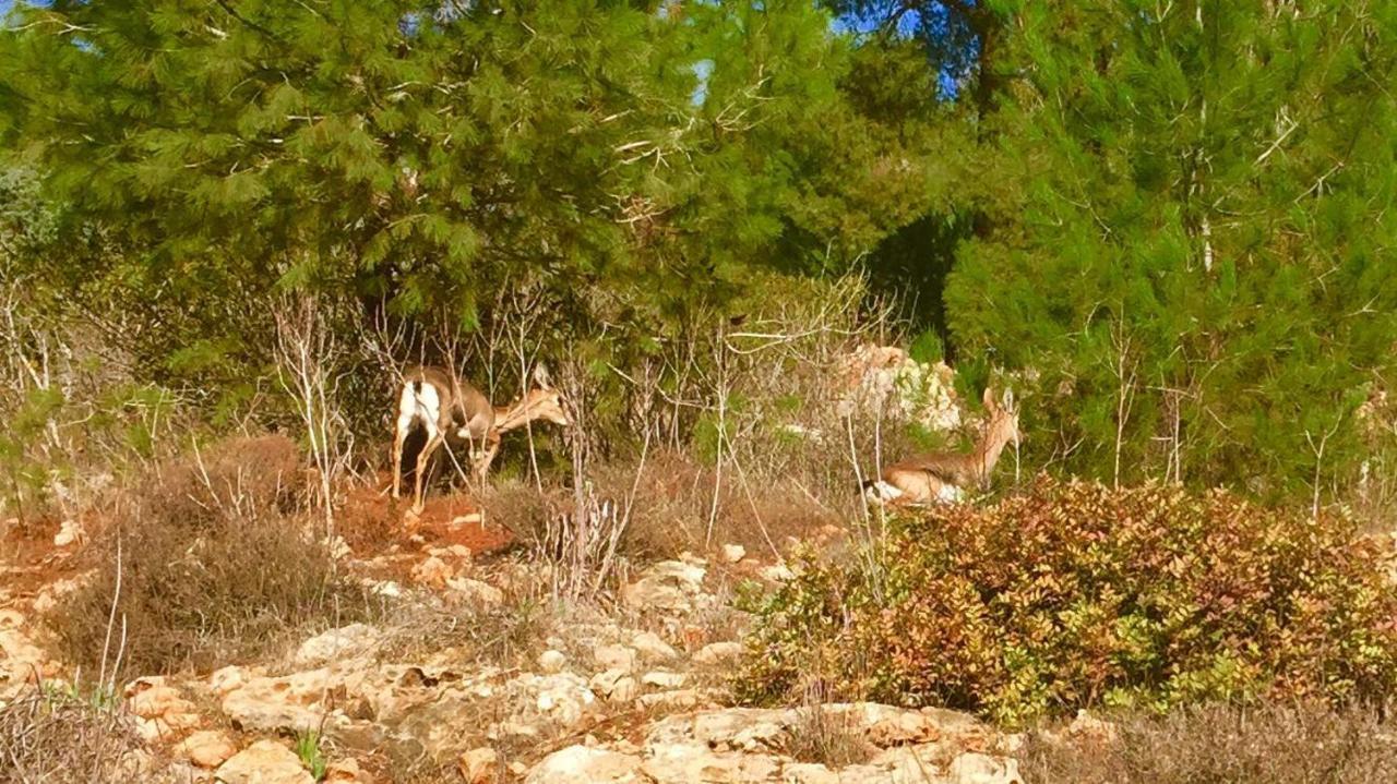 Tur Sinai Organic Farm Resort Йерусалим Стая снимка